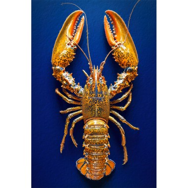 Lobster in goud
